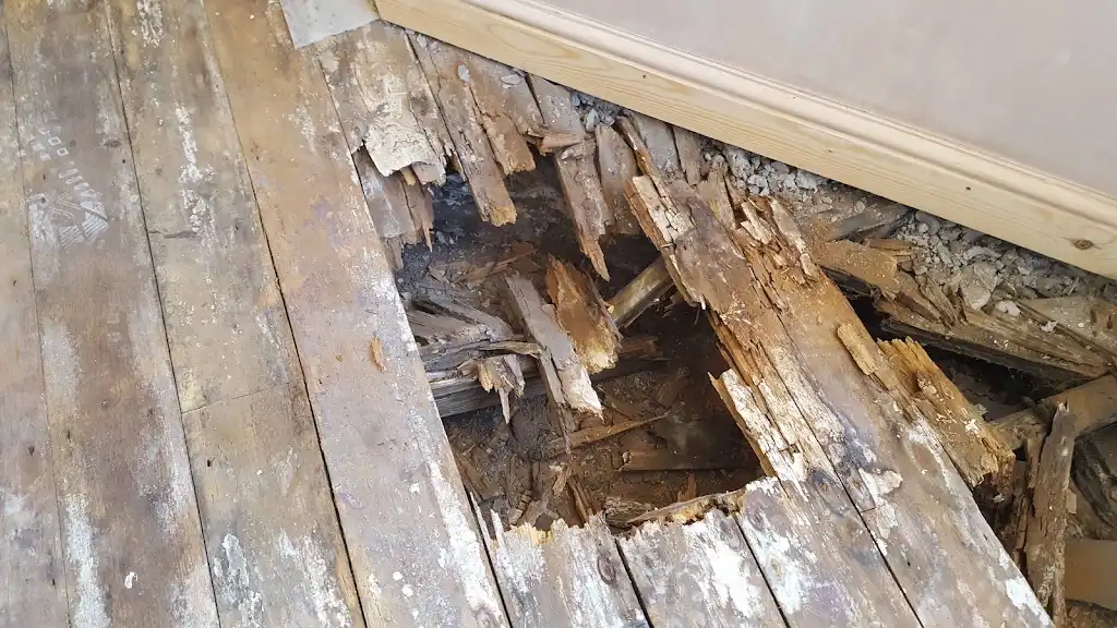 Woodworm treatment service visual